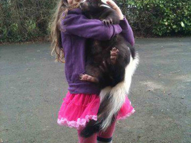My daughter’s best friend is a skunk!